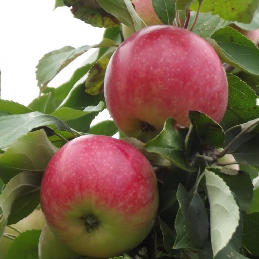 Яблоня мельба характеристика и описание сорта. Яблоня Мельба. Сорт яблок Мельба.