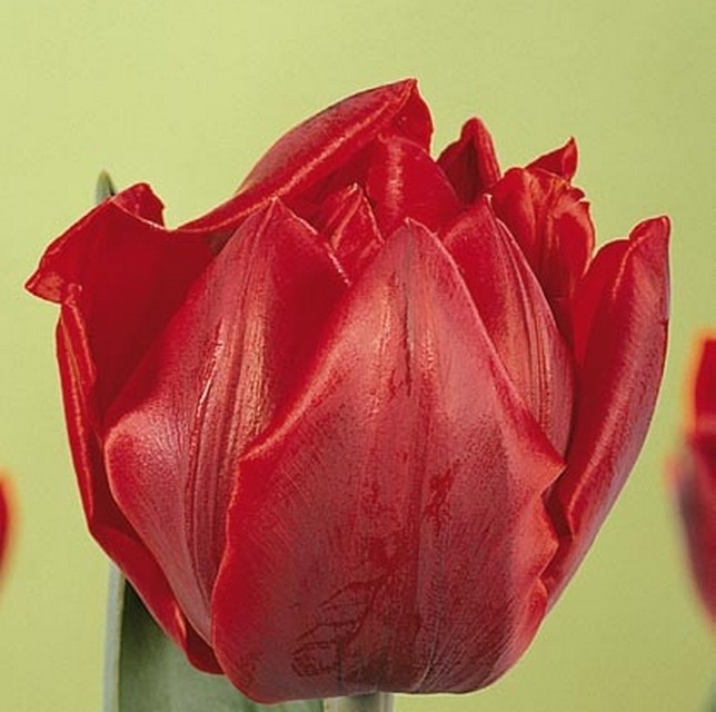 Тюльпан red princess фото