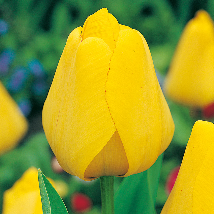 Дарвинов гибрид. Tulipa Golden Parade тюльпан Голден парад. Тюльпан Дарвинов гибрид Оллиулес. Тюльпан Дарвинов гибрид Голден Оксфорд. Golden Oxford тюльпан.