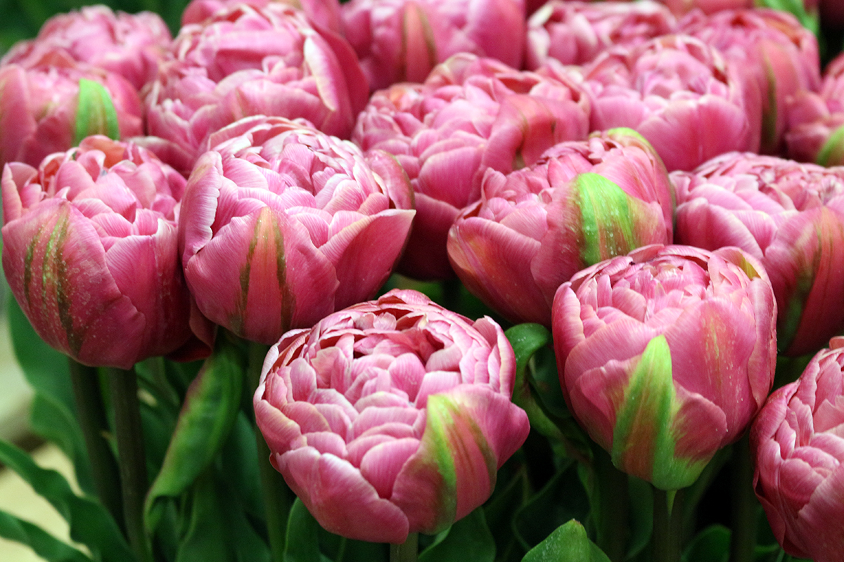 Tulip-Amazing-Grace-9-570x380.jpg