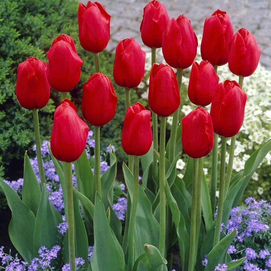 Kingsblood тюльпан