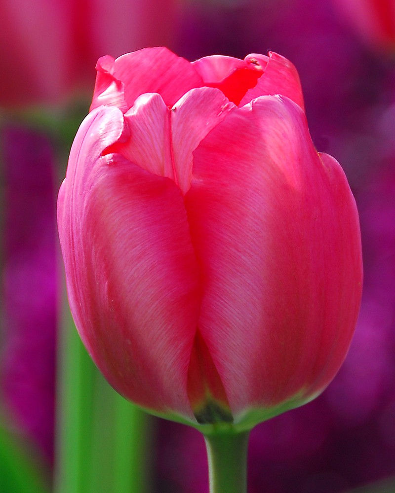 Тюльпан niigata фото и описание