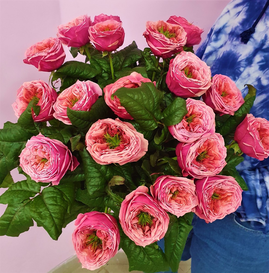 Купить Роза Кантри гарден (саженцы) - Тюльпаны к 8 марта 2022г - БотаникШоп Смоленск