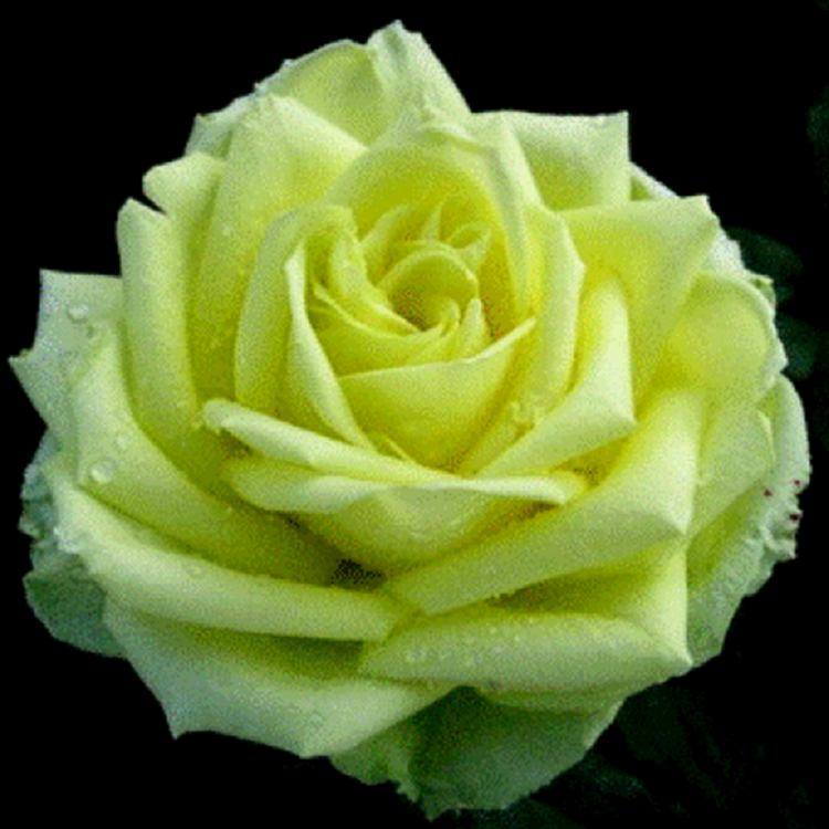 Зеленая роза фото и описание