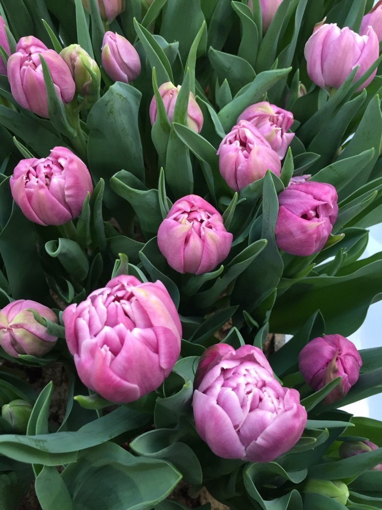 Пионовидные тюльпаны фото и описание