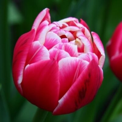Тюльпан Columbus 2027