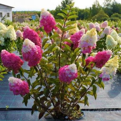 Гортензия метельчатая Fraise Melba Rentba