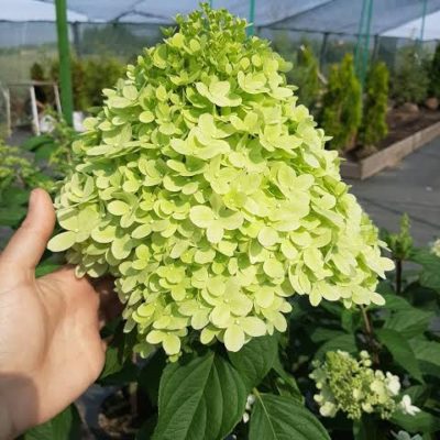 Гортензия метельчатая Little Lime