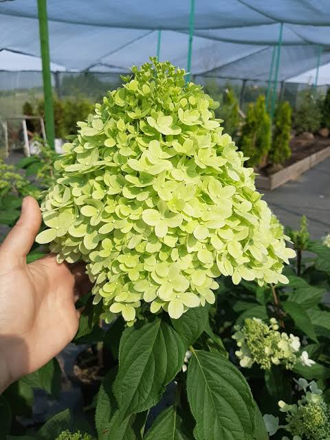 Гортензия метельчатая Little Lime