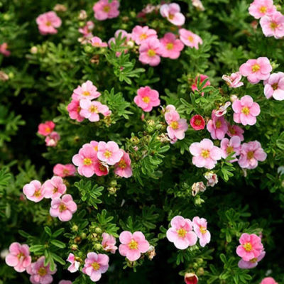 Лапчатка Lovely Pink